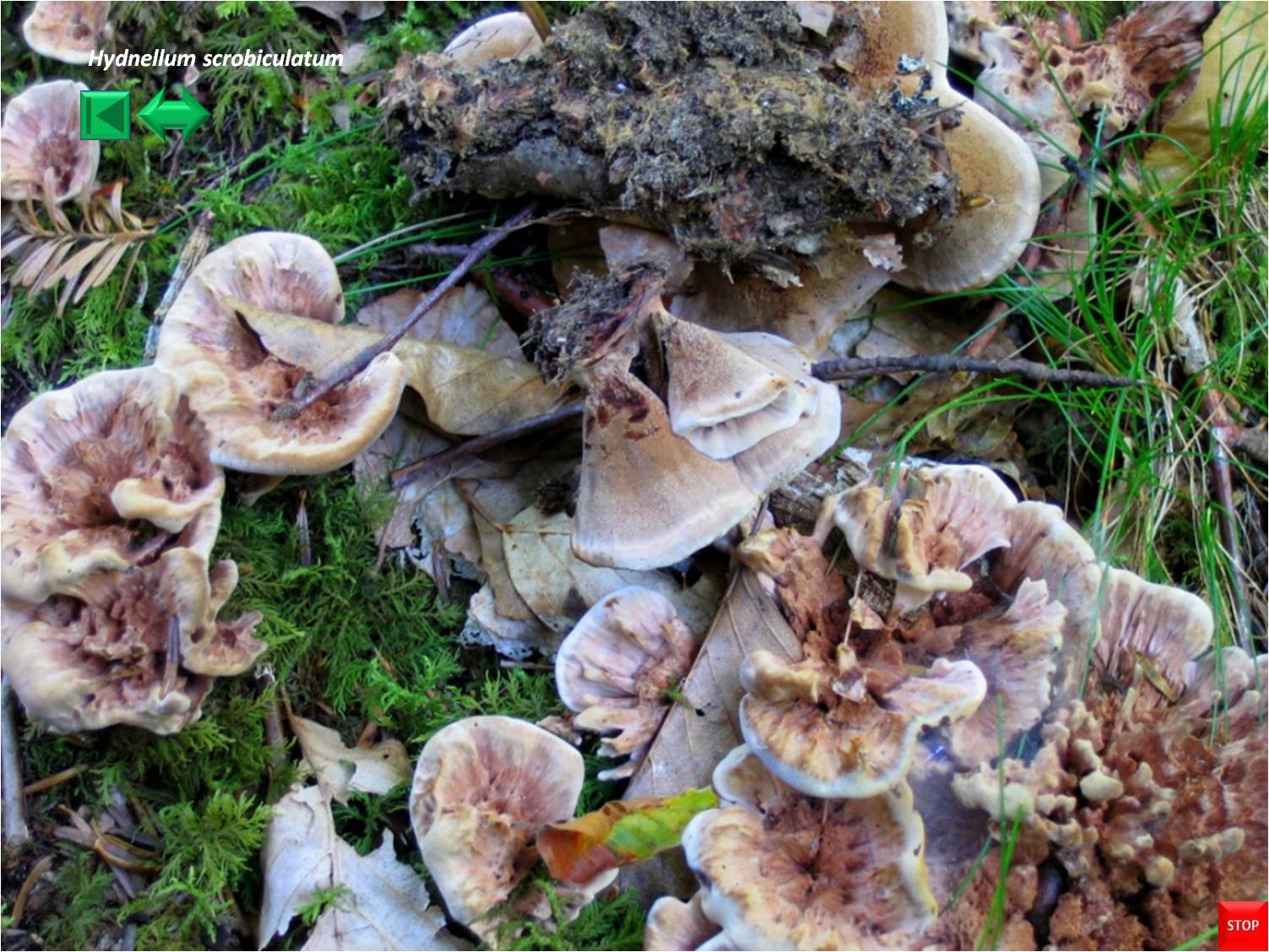 Hydnellum scrobiculatum