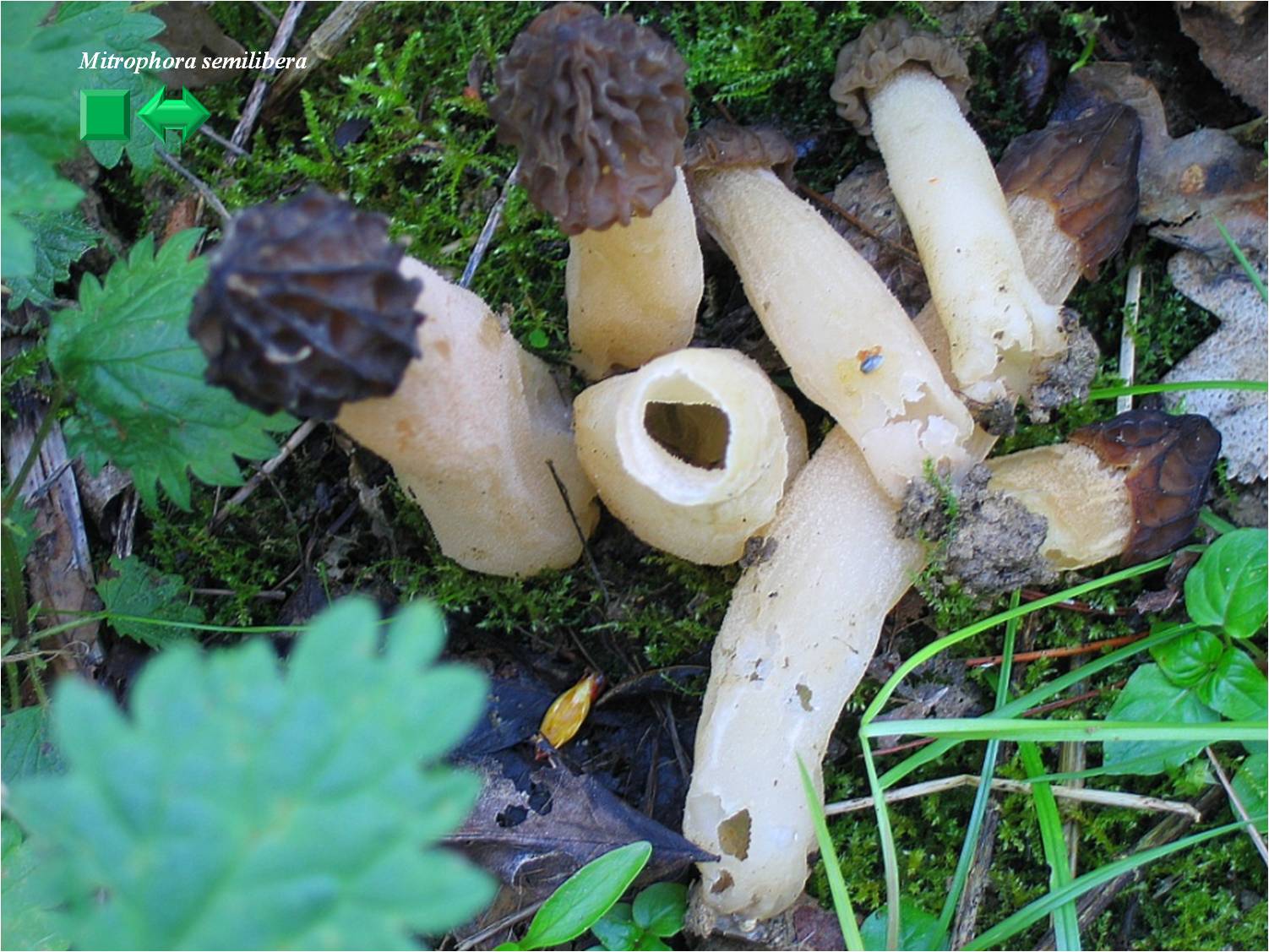 Mitrophora semilibera
