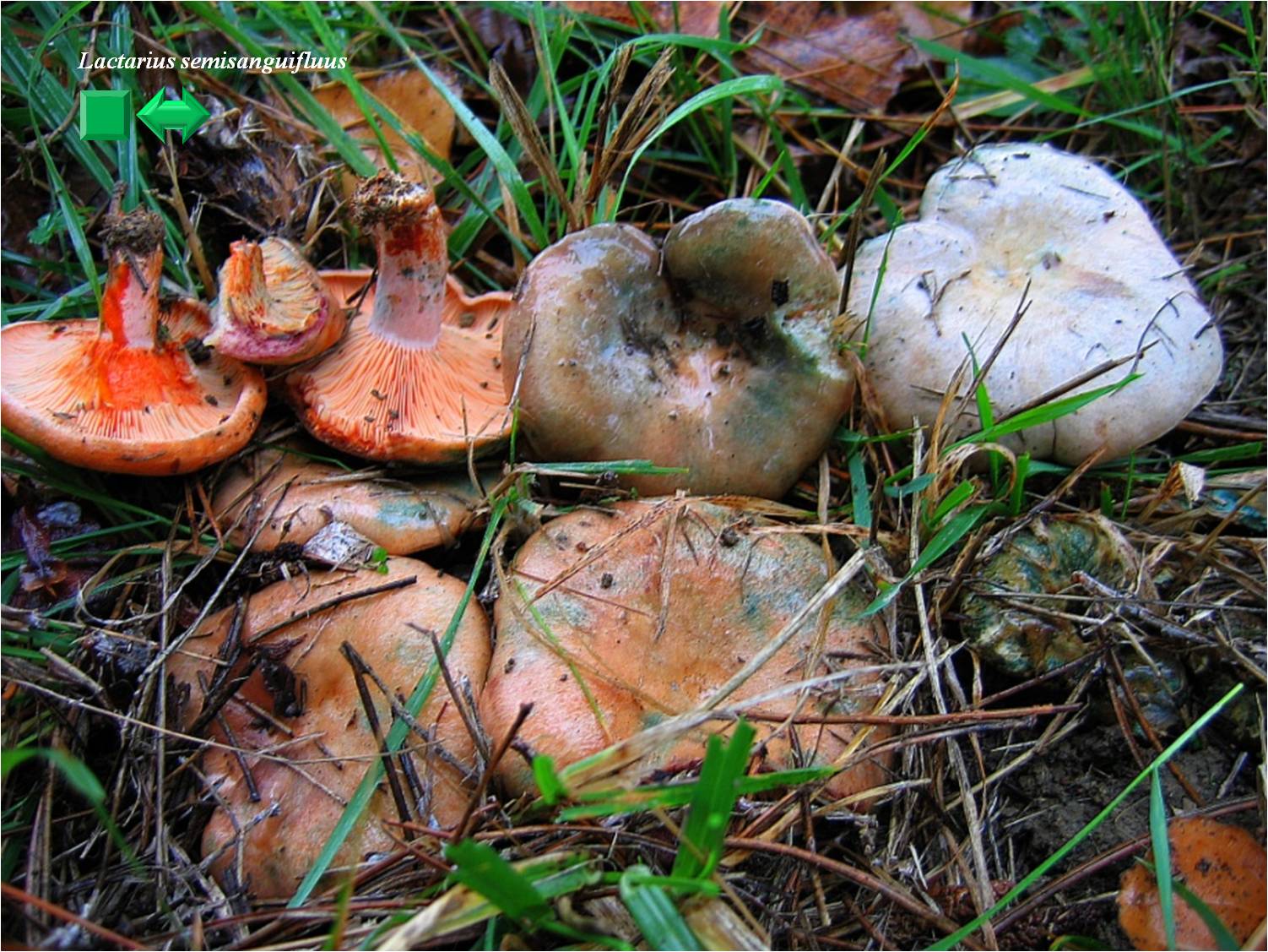 Lactarius semisanguifluus
