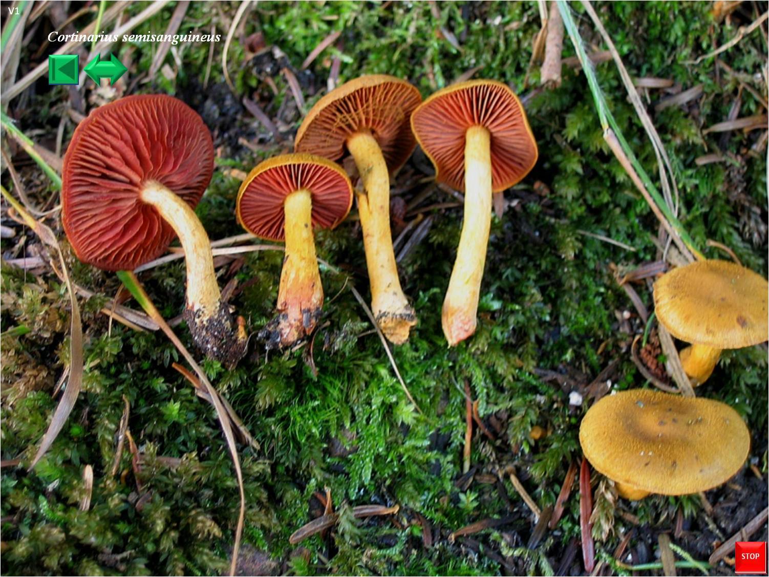 Cortinarius semisanguineus