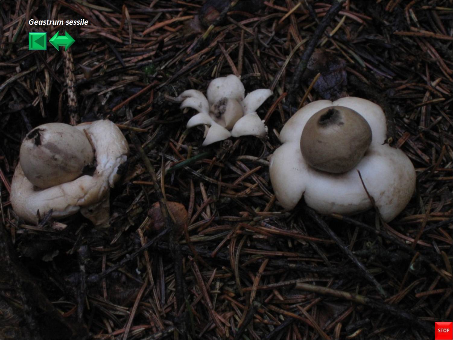 Geastrum sessile