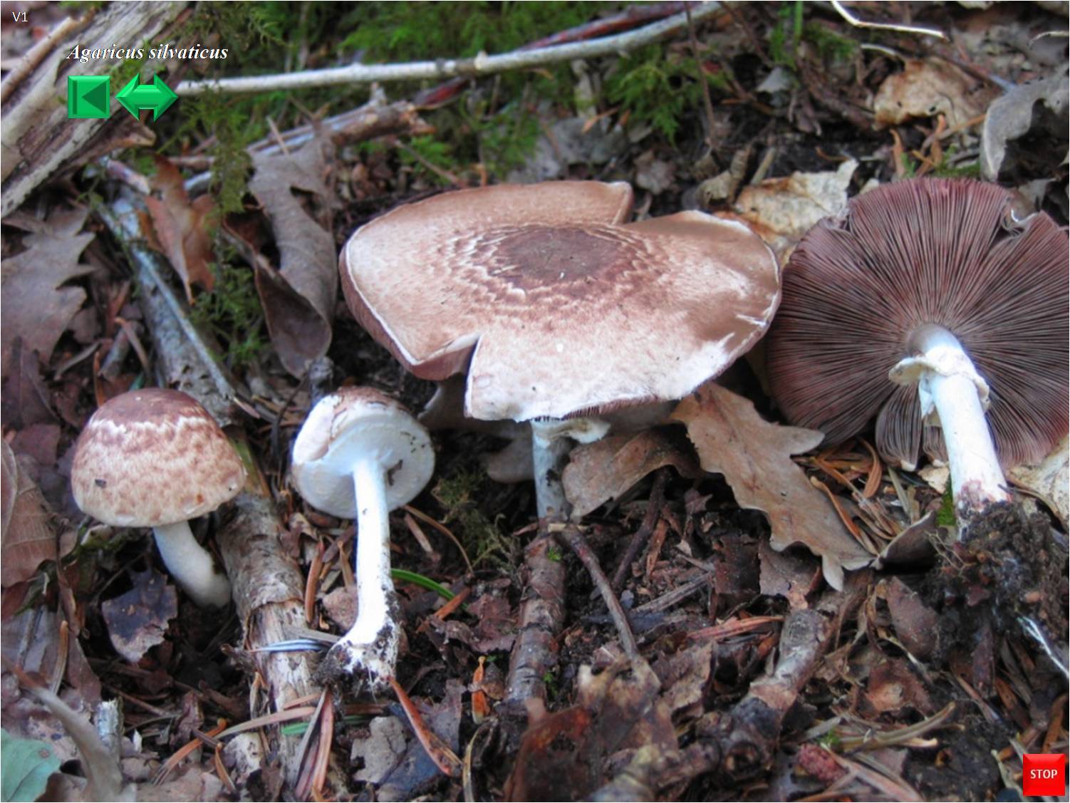 Agaricus koelerionensis