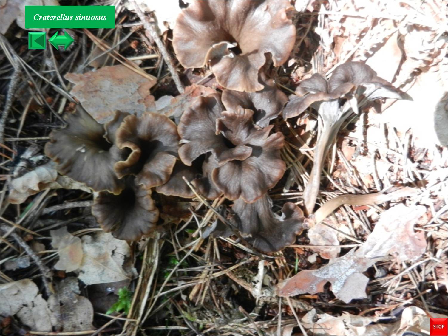 Pseudocraterellus sinuosus
