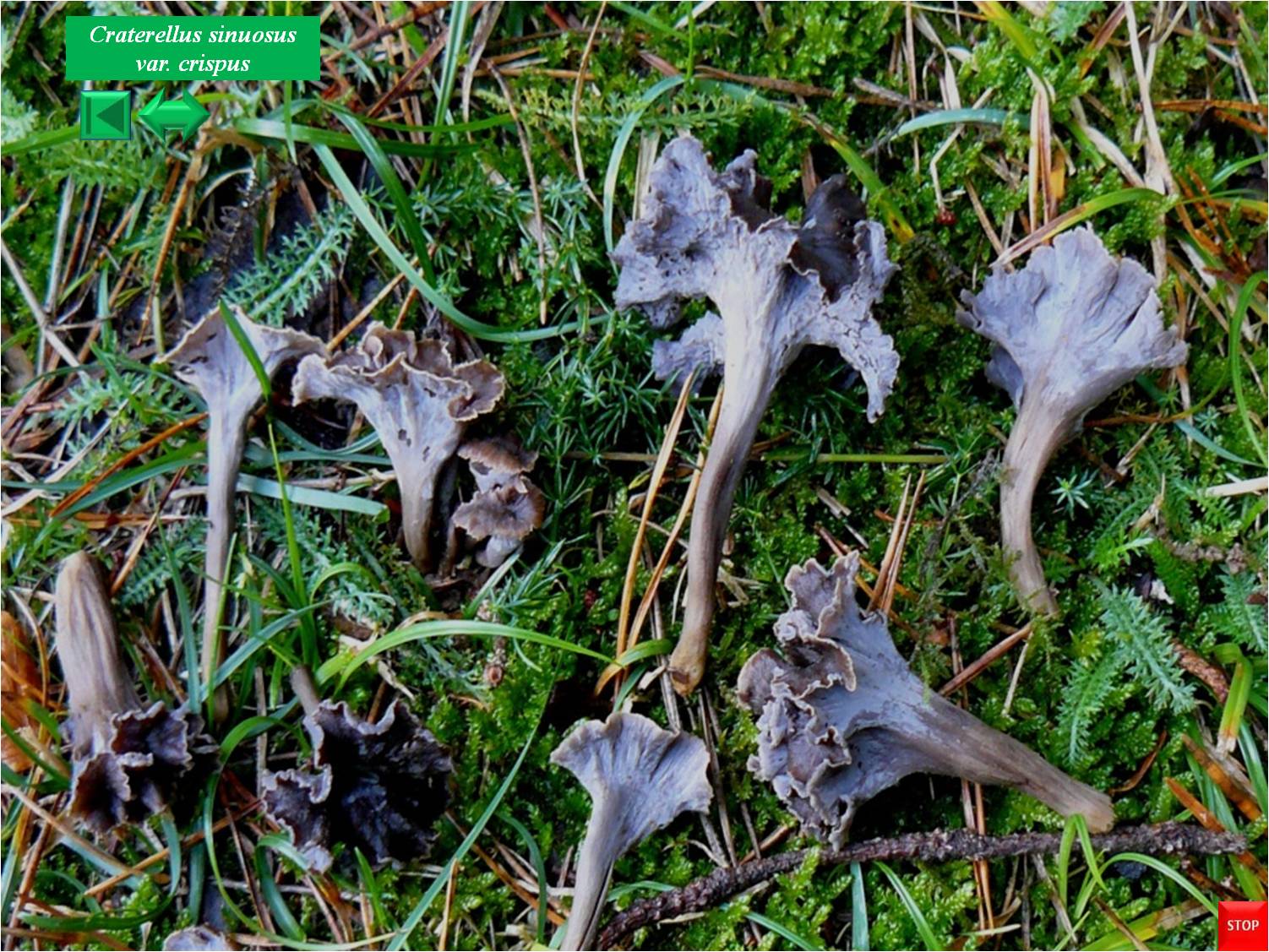 Pseudocraterellus sinuosus var. crispus