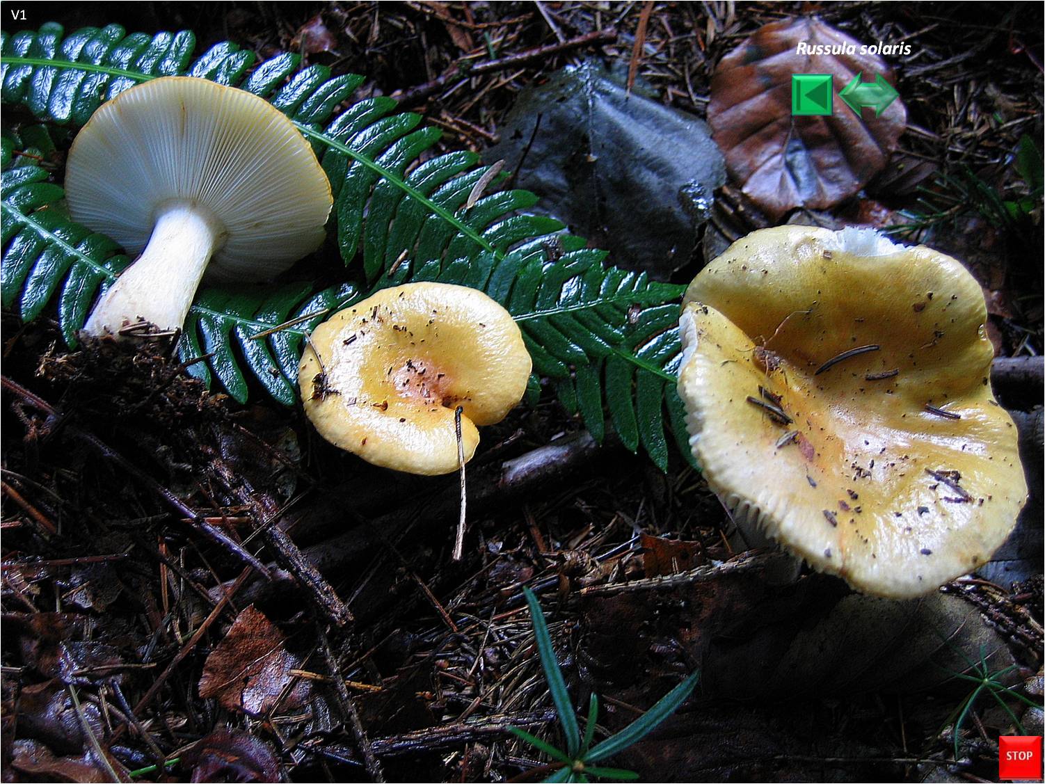 Russula solaris
