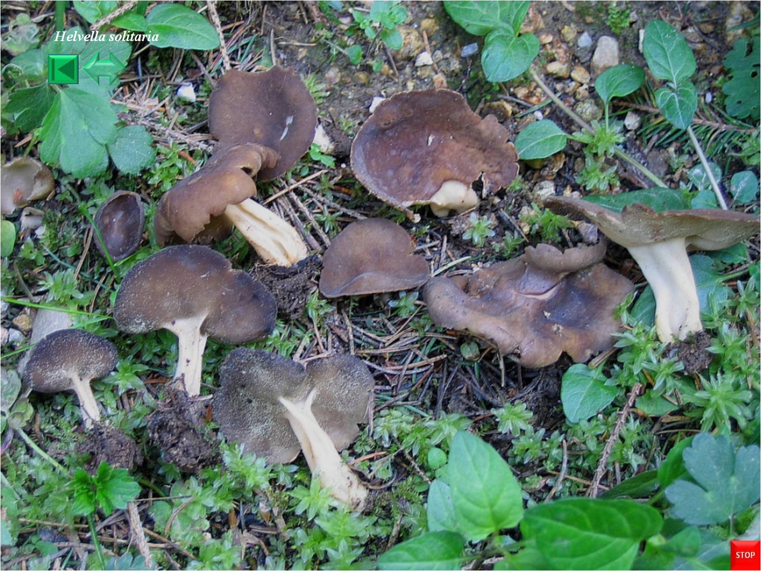 Helvella solitaria