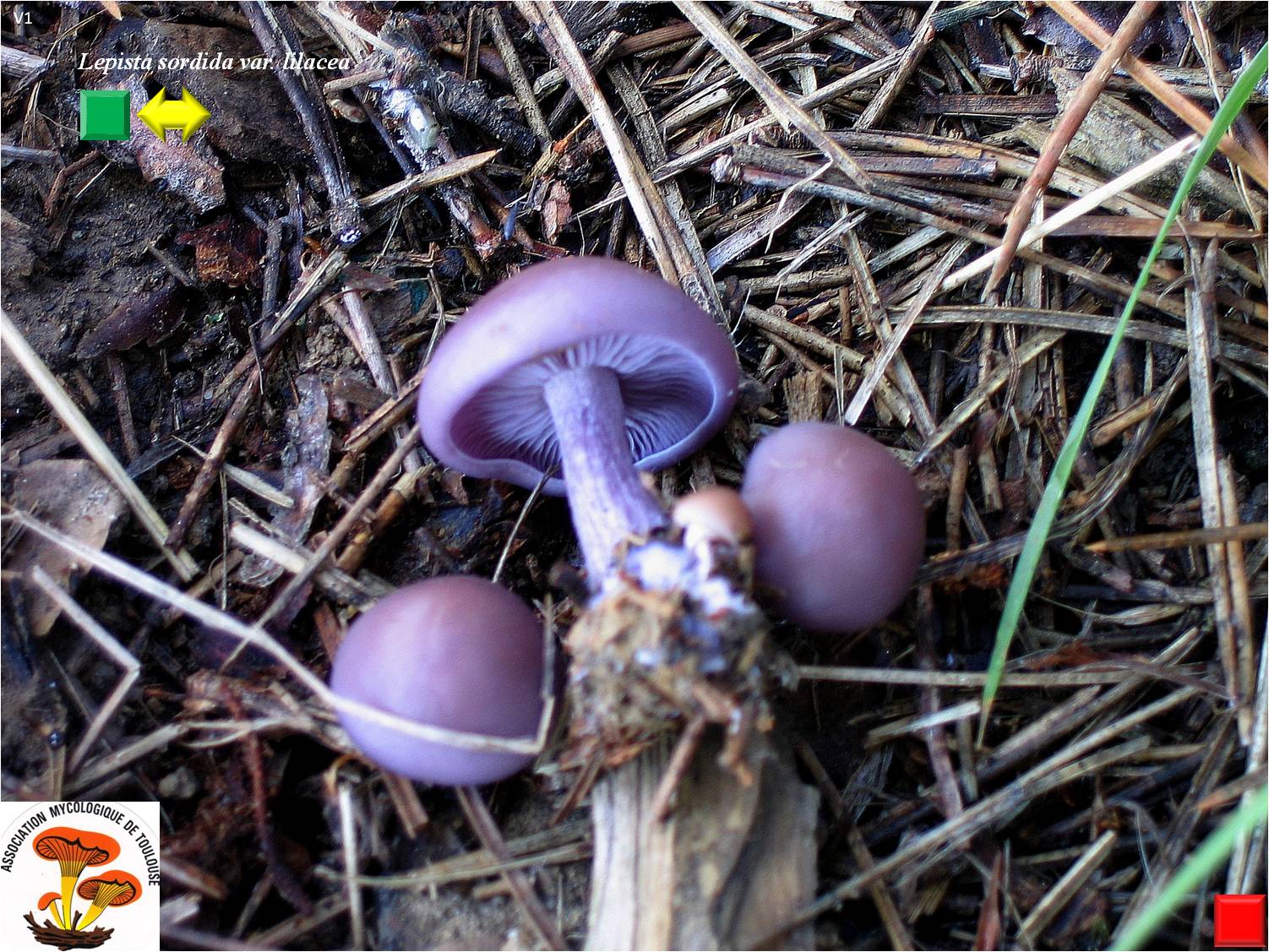 Lepista sordida