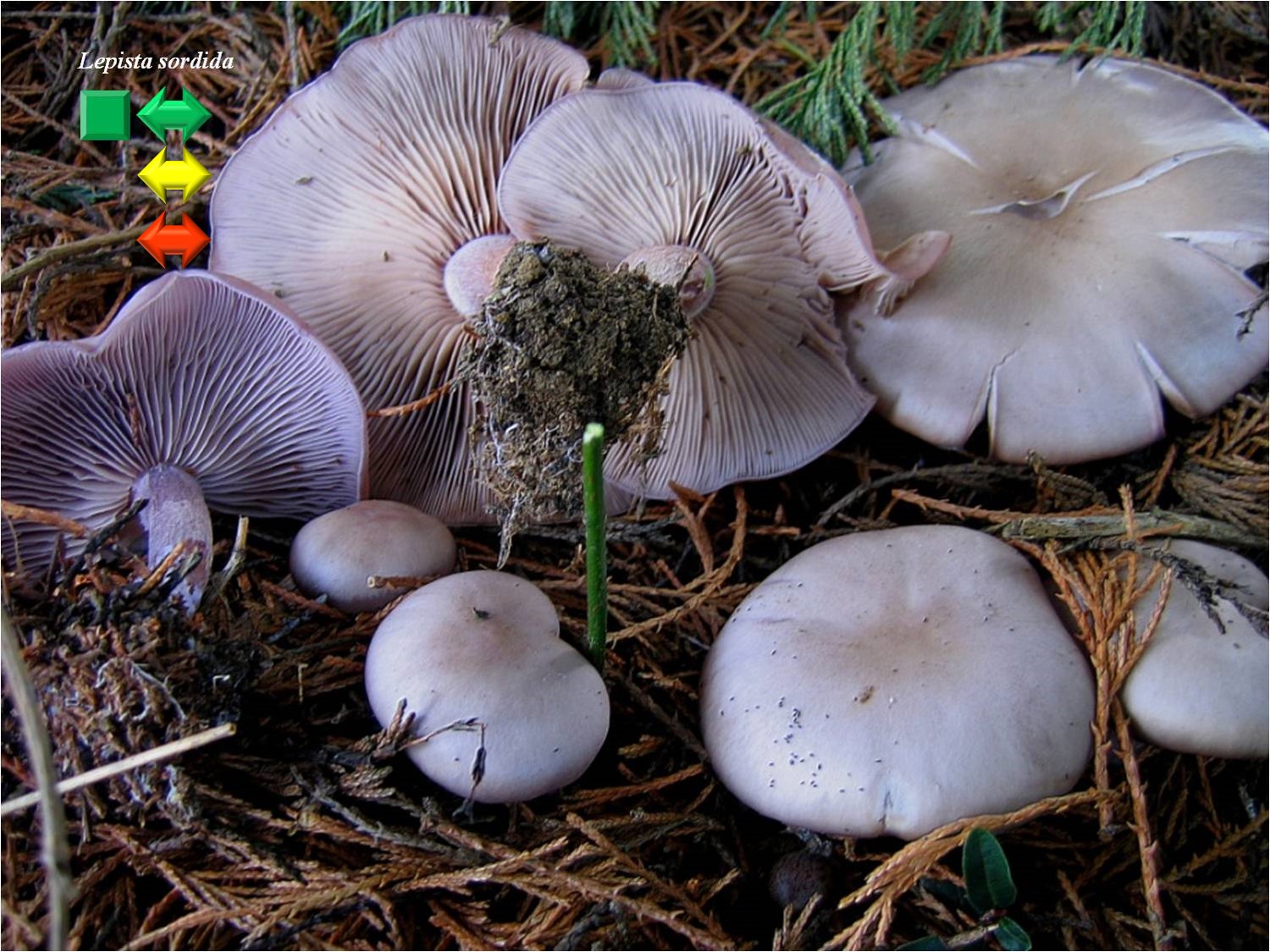 Lepista sordida