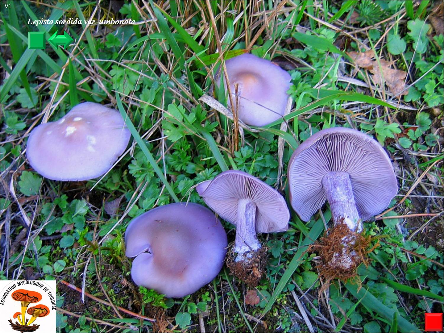 Lepista sordida