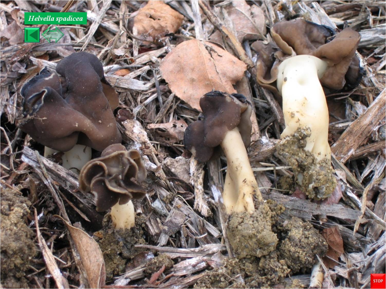Helvella spadicea
