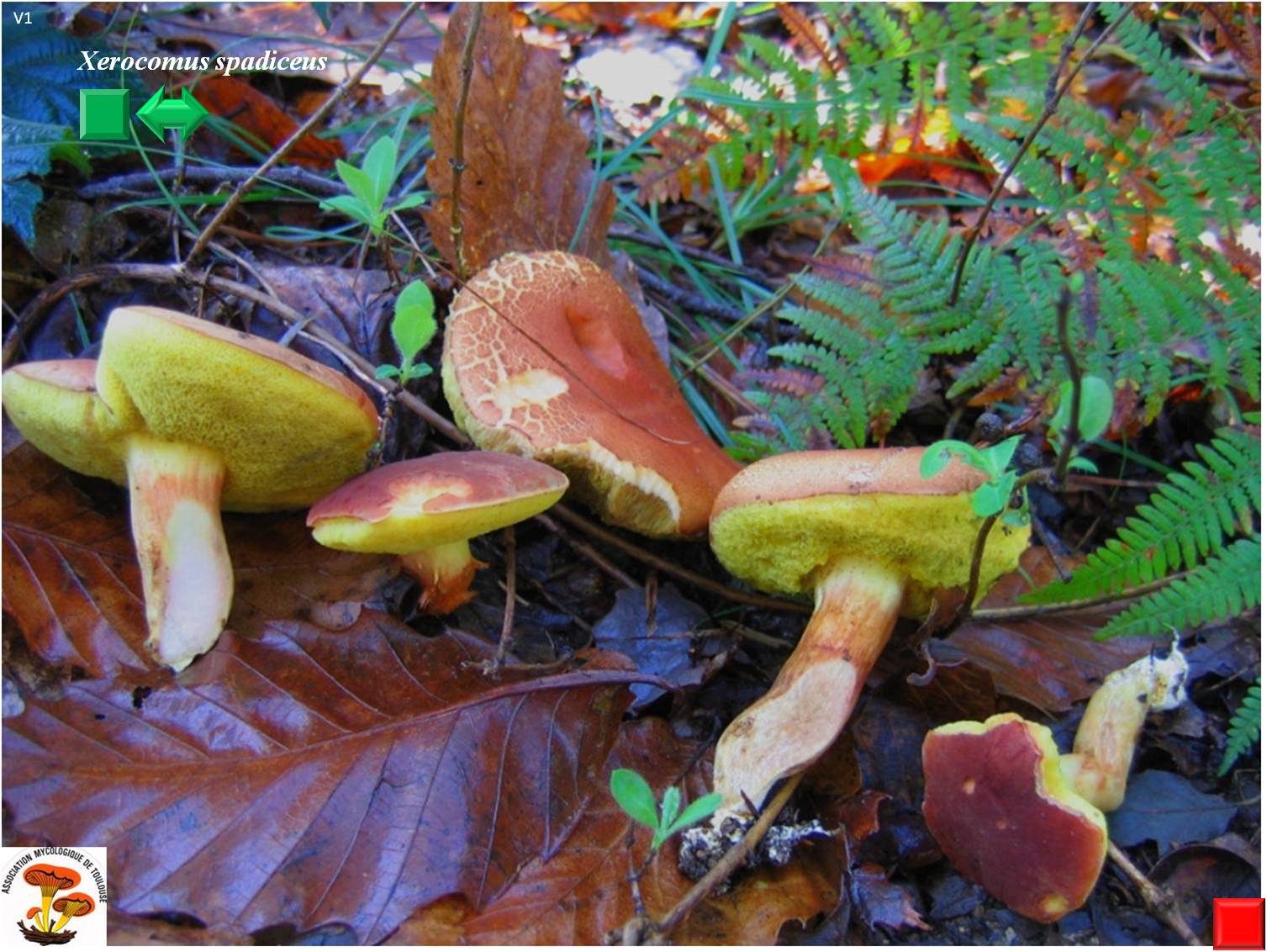 Xerocomus ferrugineus