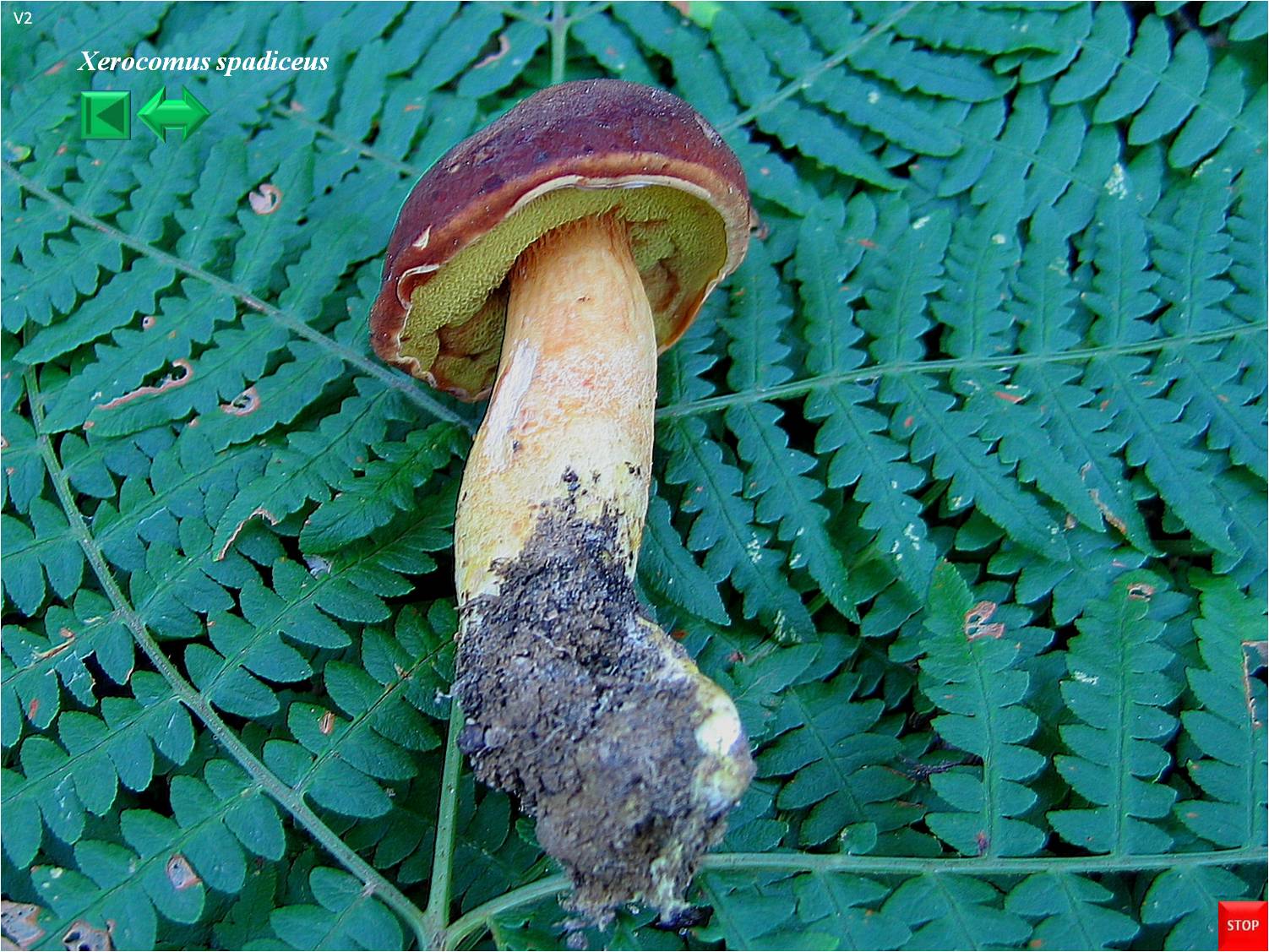 Xerocomus spadiceus