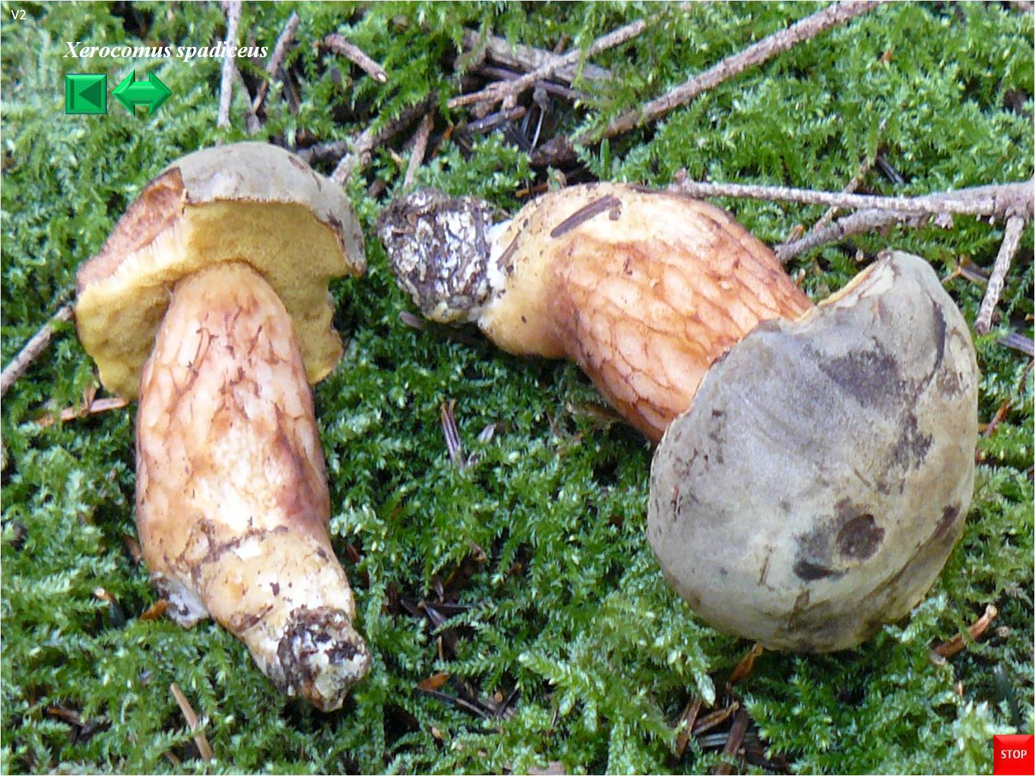Xerocomus spadiceus
