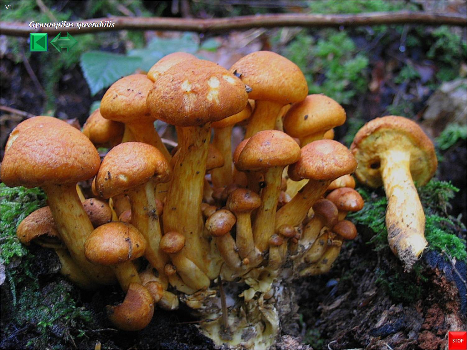 Gymnopilus spectabilis