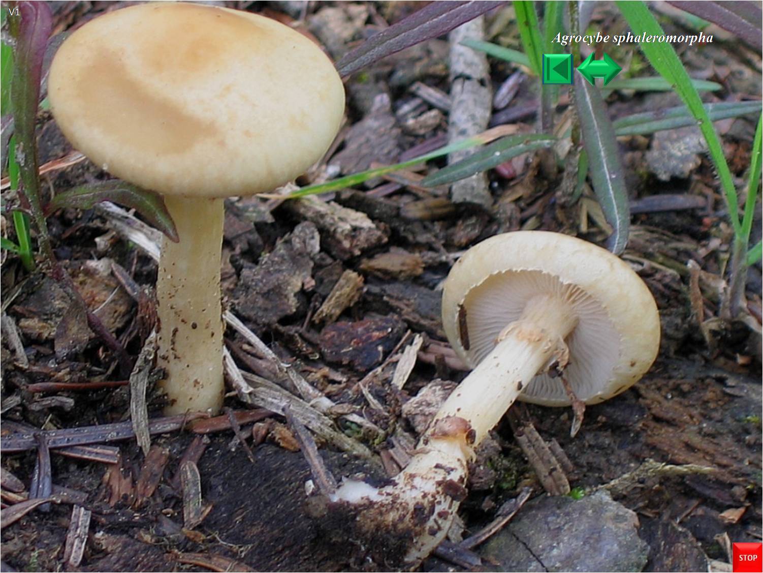 Agrocybe sphaleromorpha