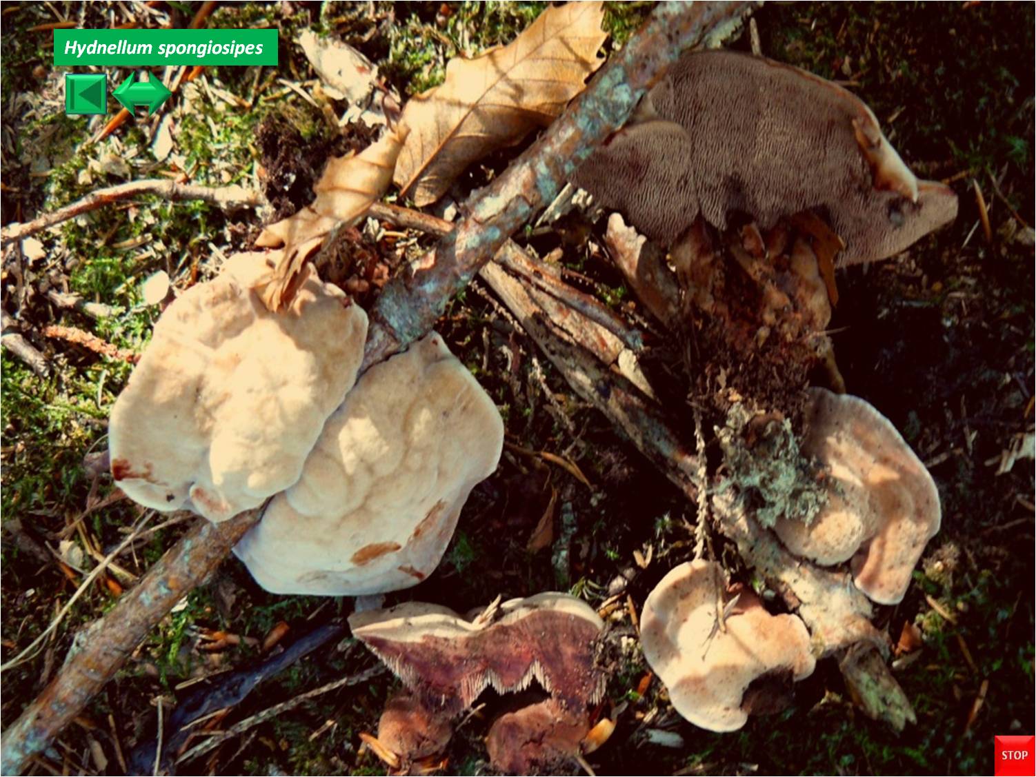 Hydnellum ferrugineum