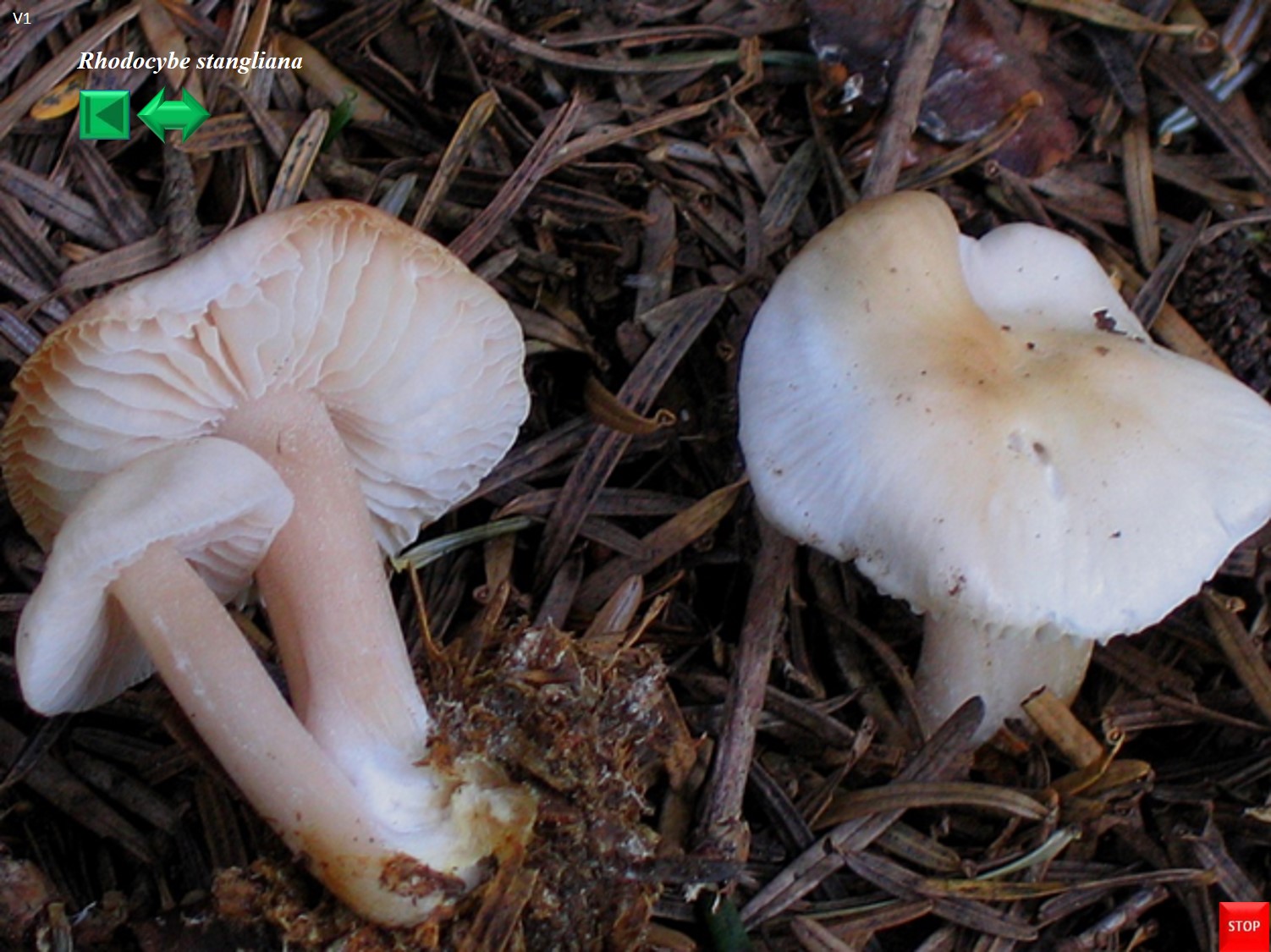 Rhodocybe stangliana