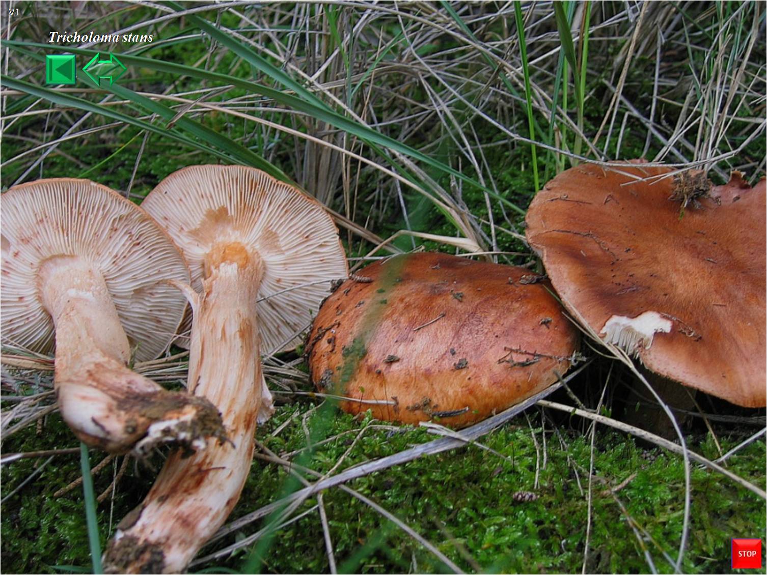 Tricholoma stans