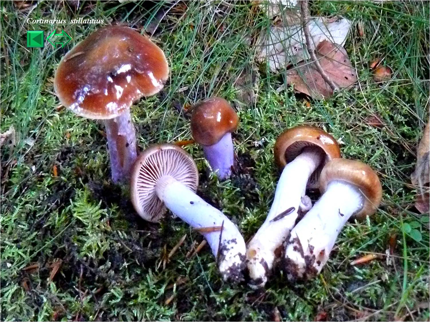 Cortinarius stillatitius