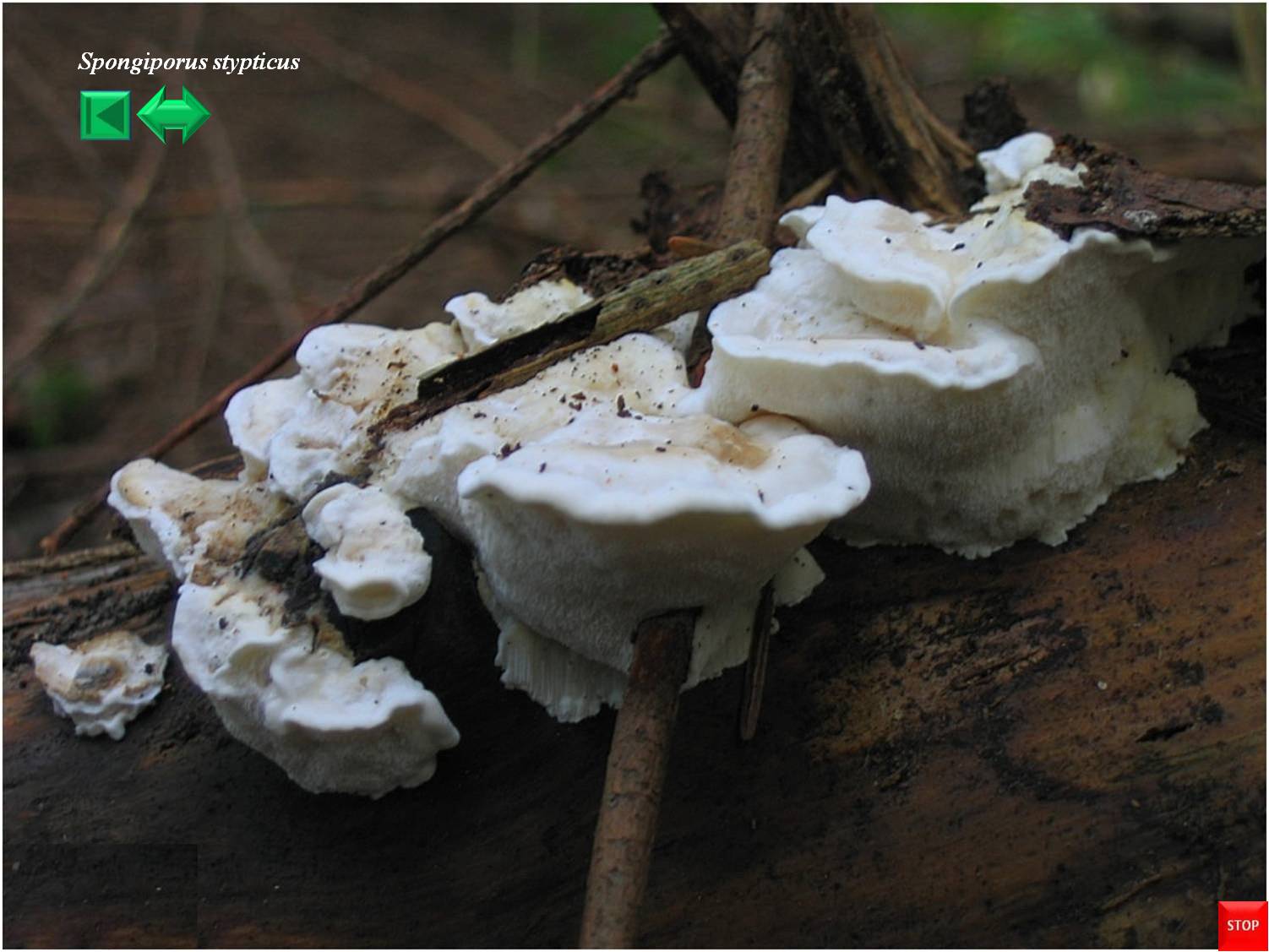 Spongiporus stipticus