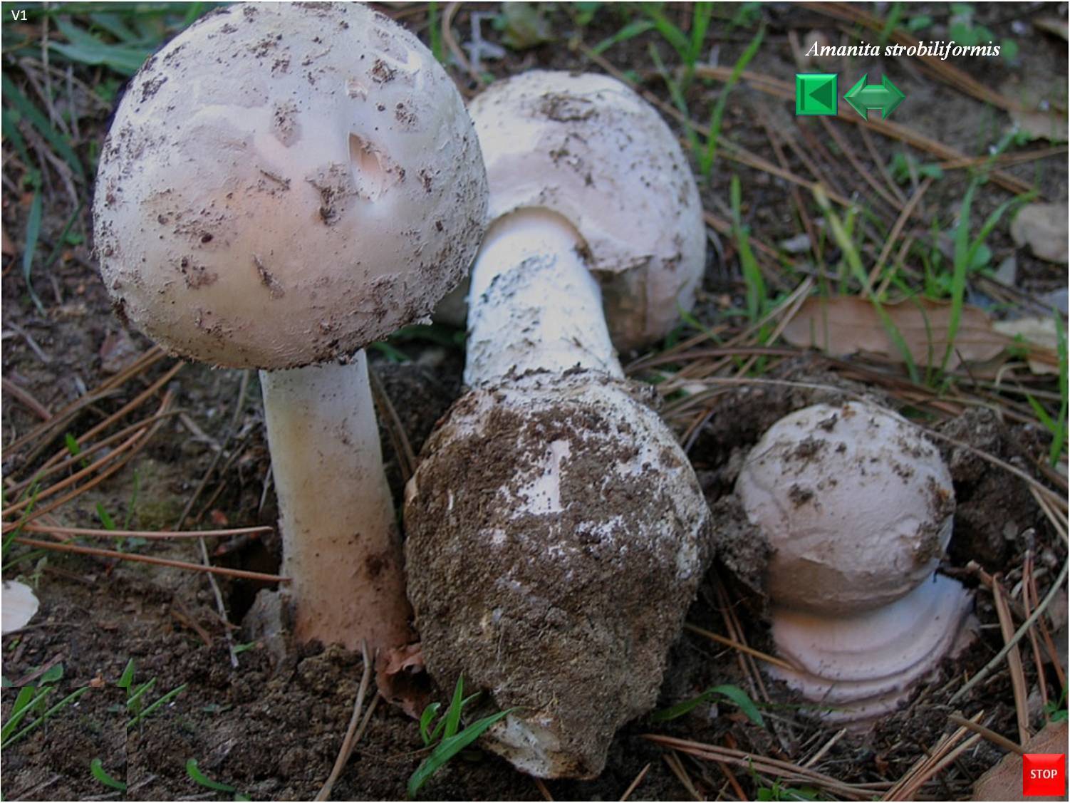 Amanita strobiliformis