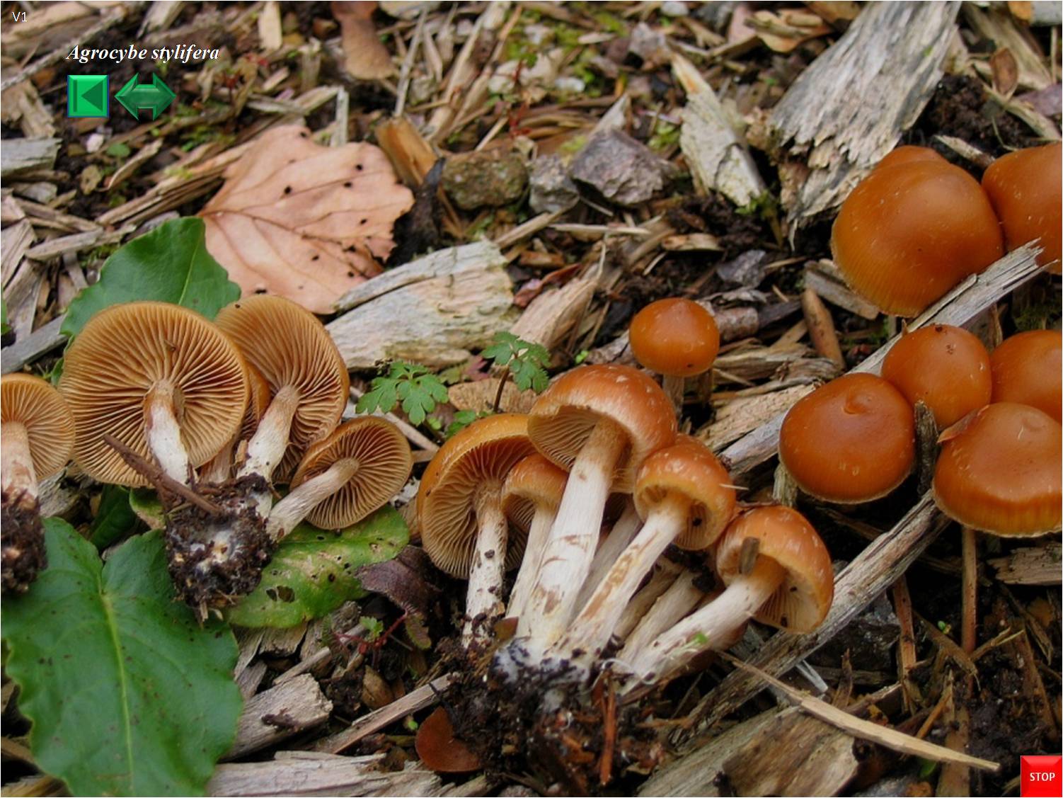 Galerina stylifera