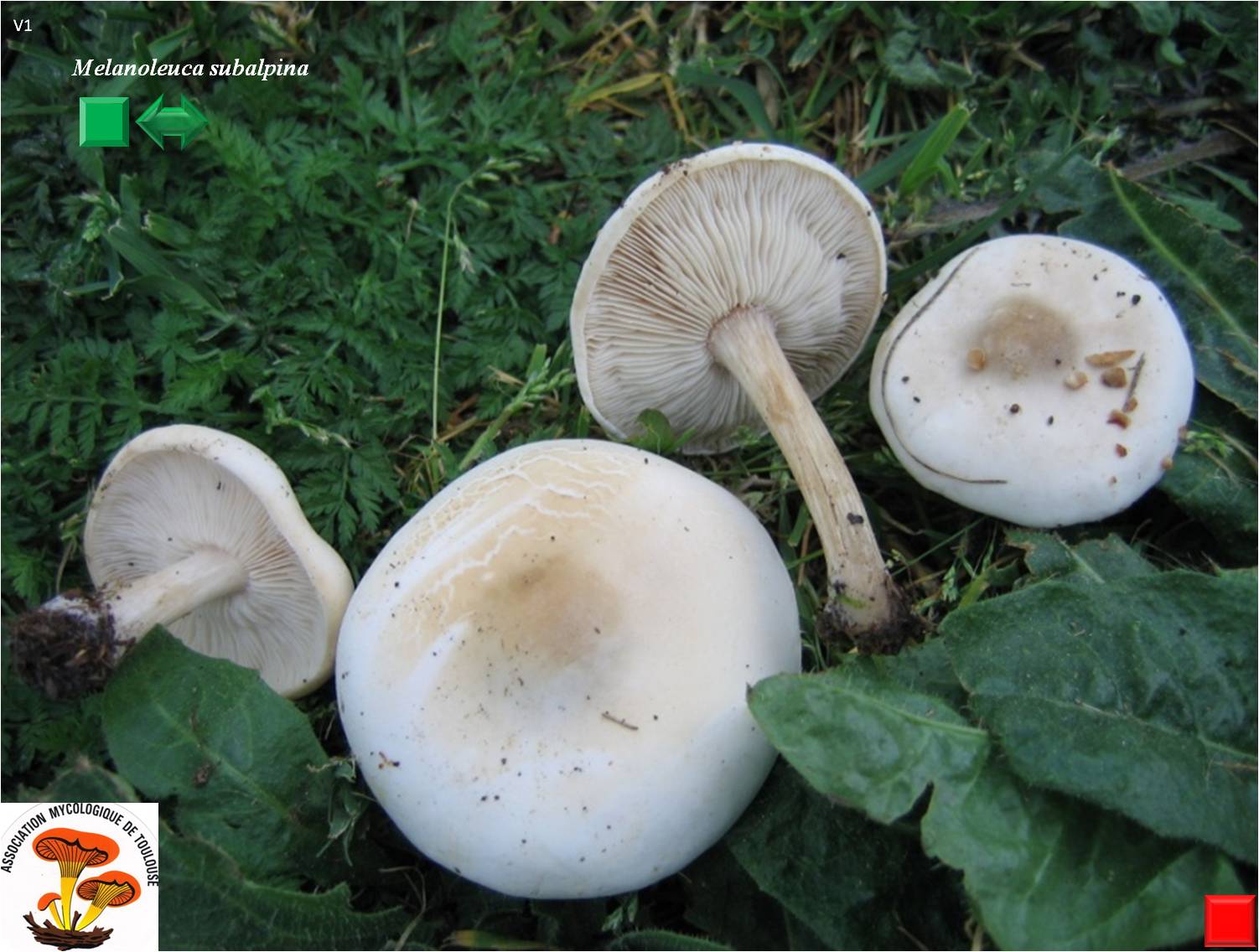 Melanoleuca subalpina