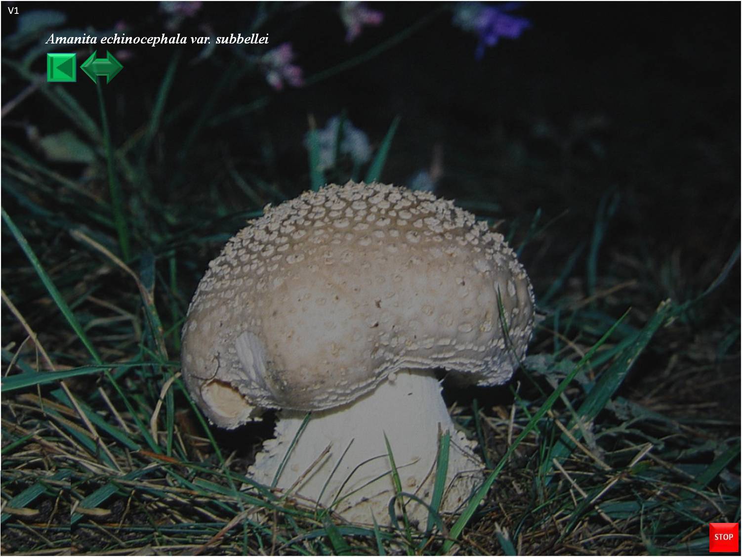 Amanita echinocephala var. subbellei