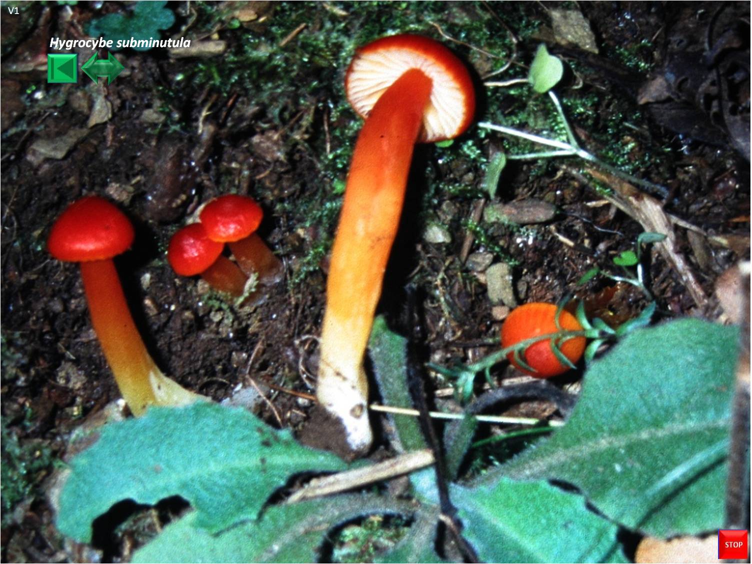 Hygrocybe subminutula