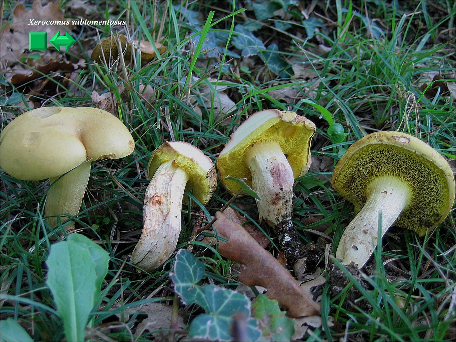 Xerocomus subtomentosus