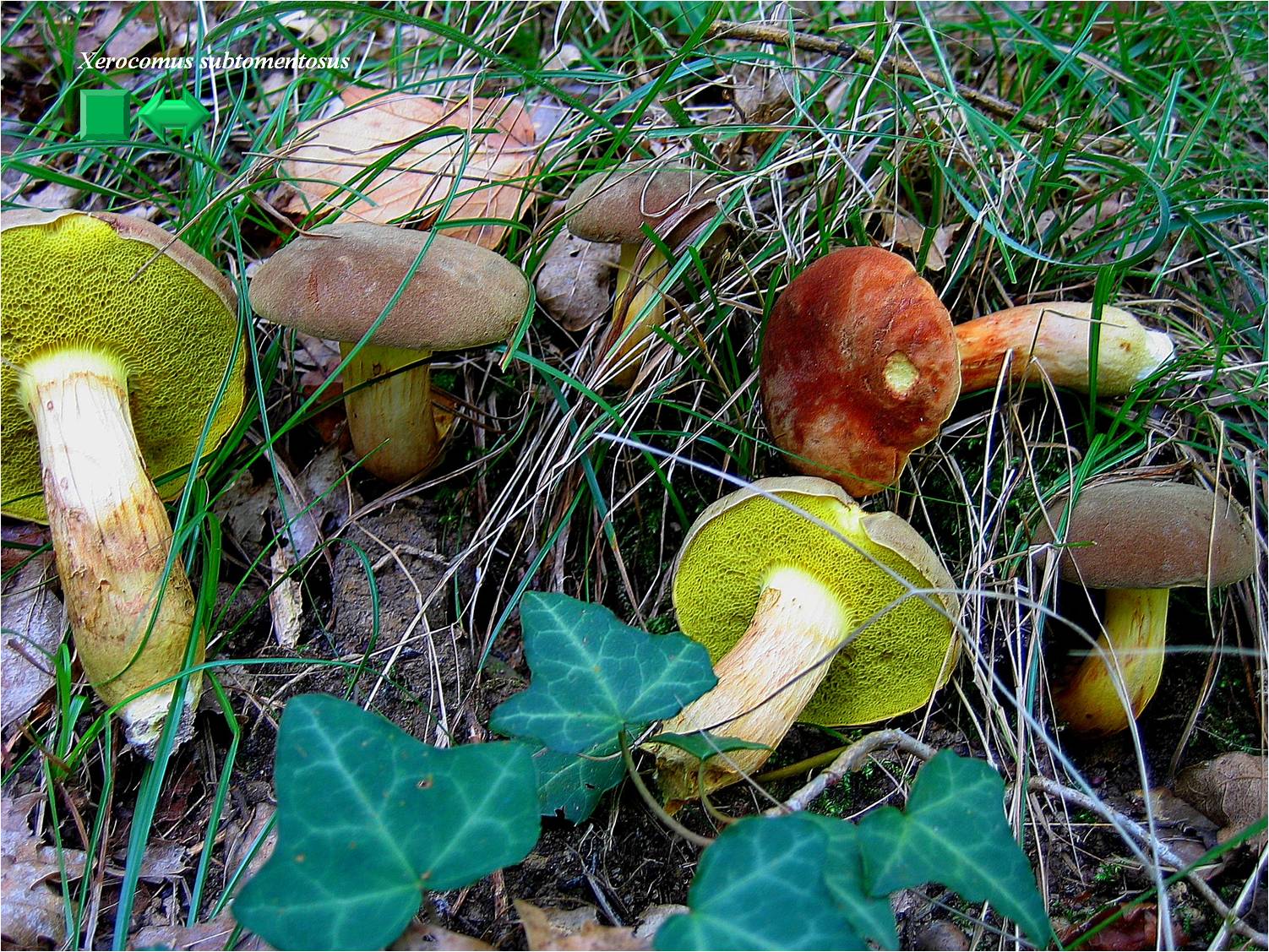 Xerocomus subtomentosus
