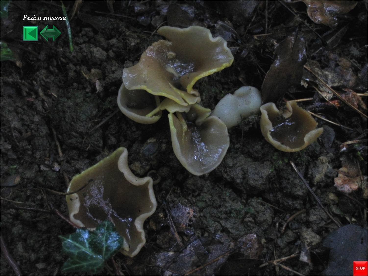 Peziza succosa