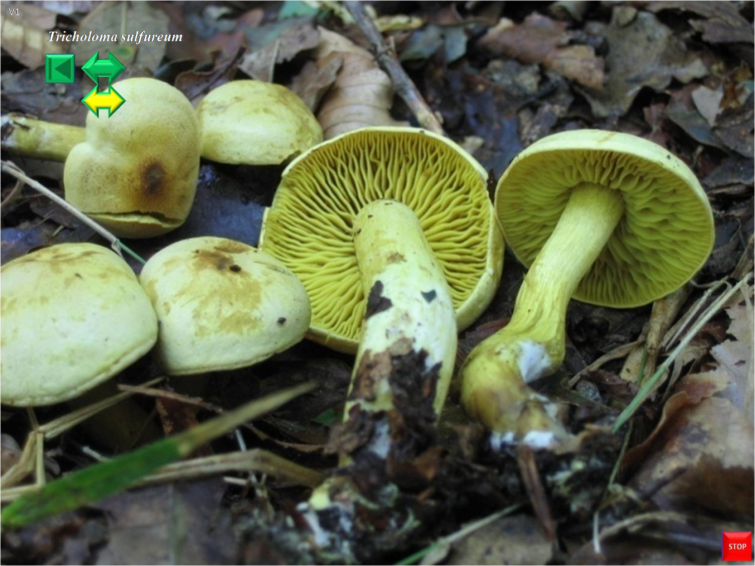 Tricholoma sulfureum