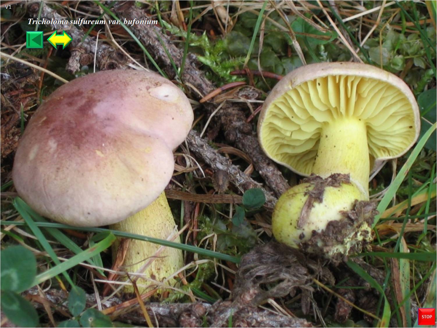 Tricholoma sulfureum var. bufonium