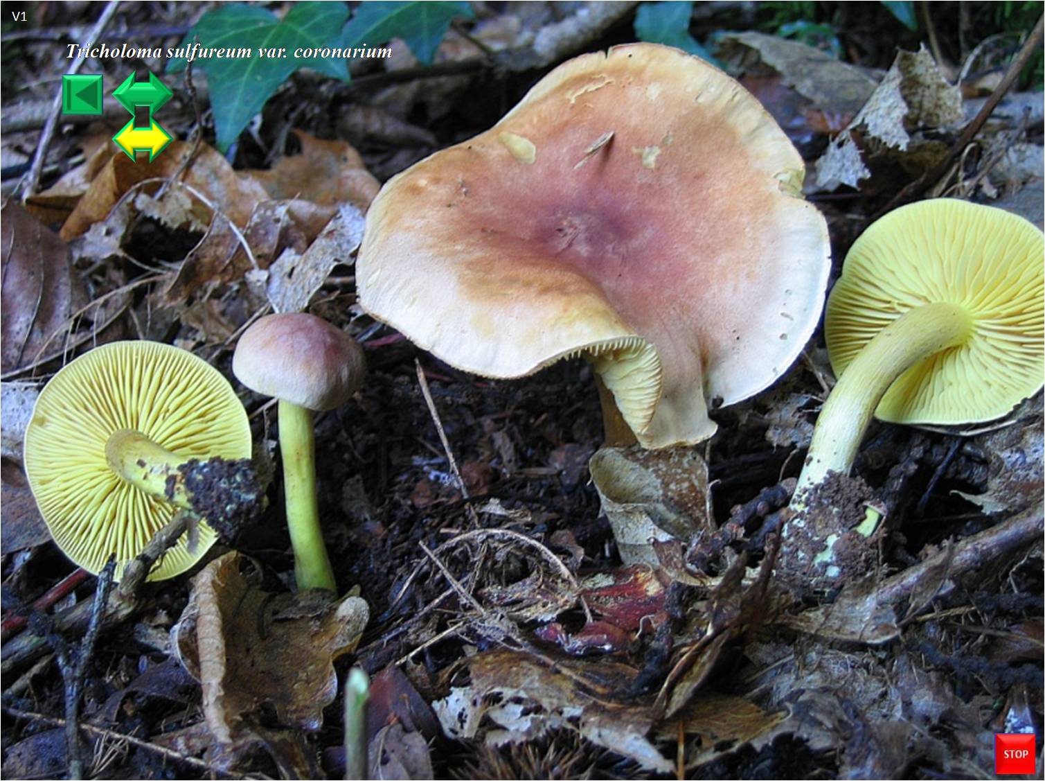Tricholoma sulfureum var. bufonium