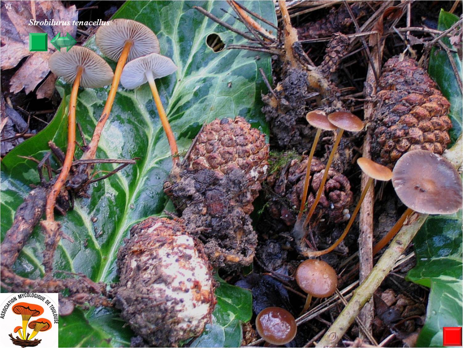Strobilurus tenacellus