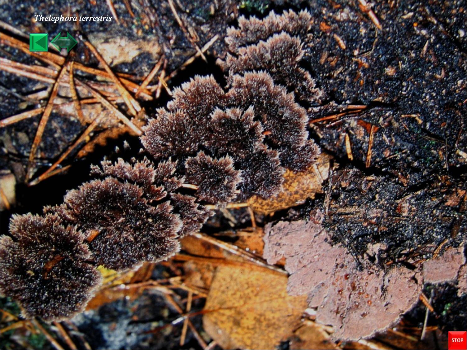 Thelephora terrestris