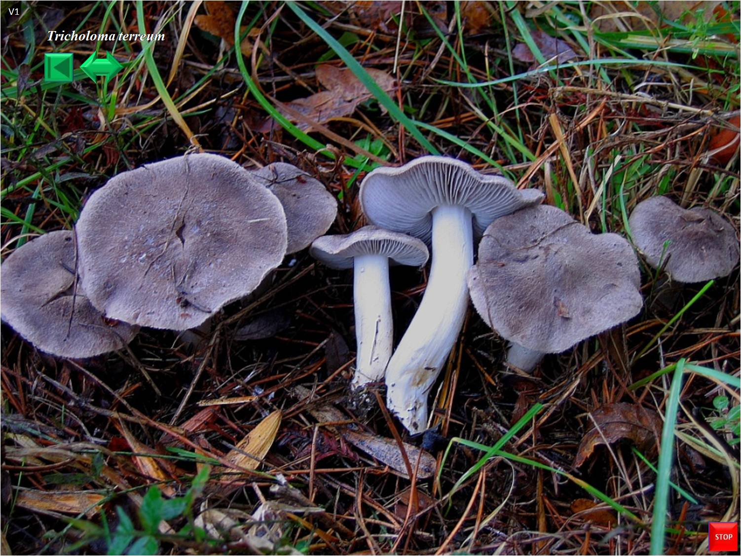 Tricholoma myomyces