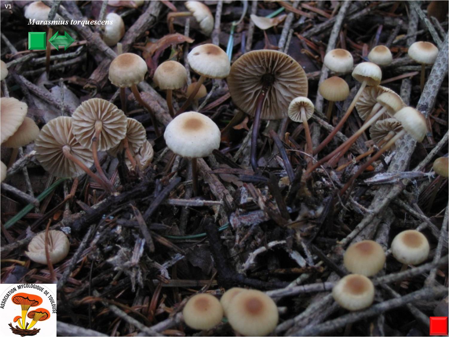 Marasmius torquescens