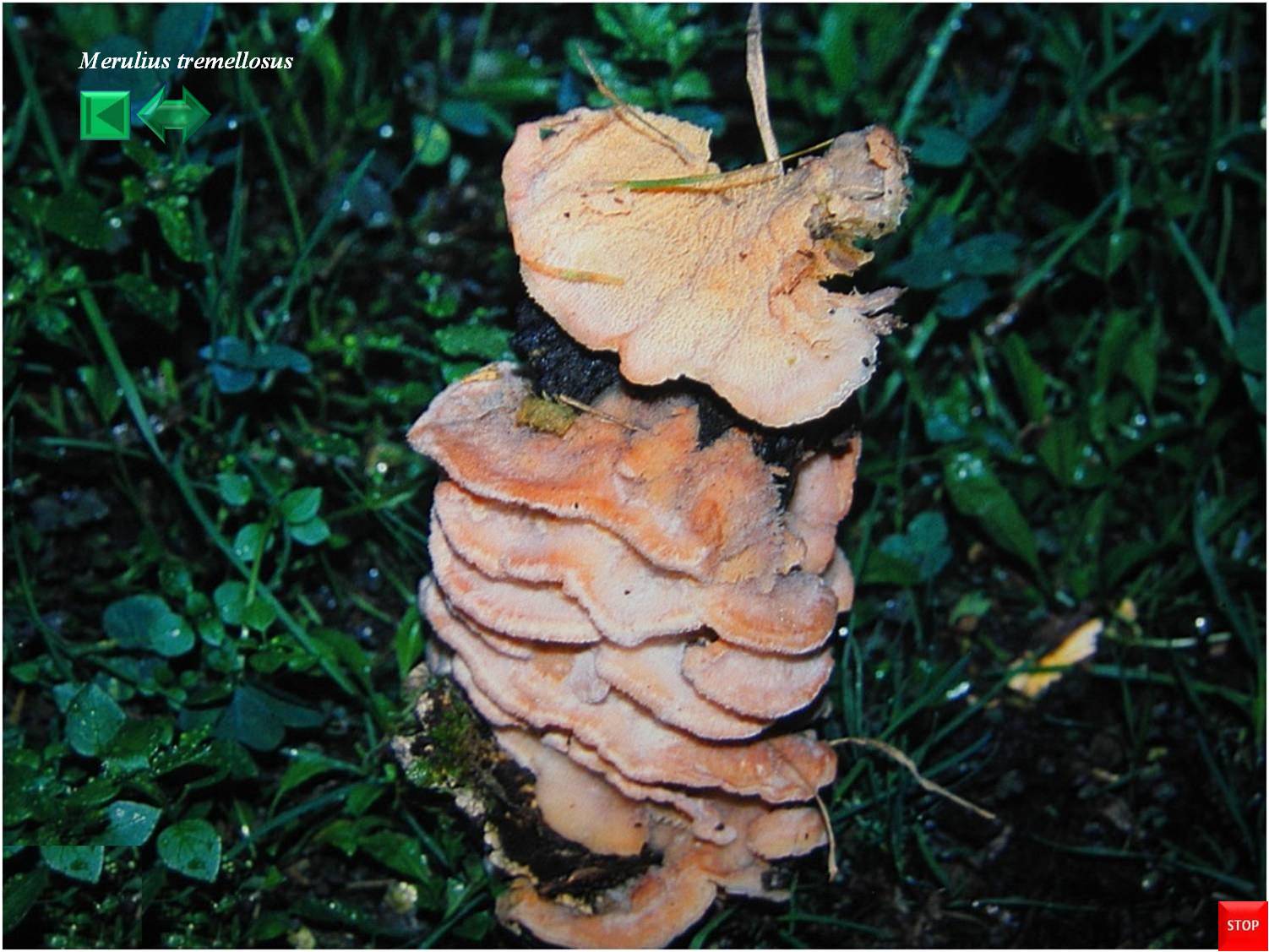 Merulius tremellosus