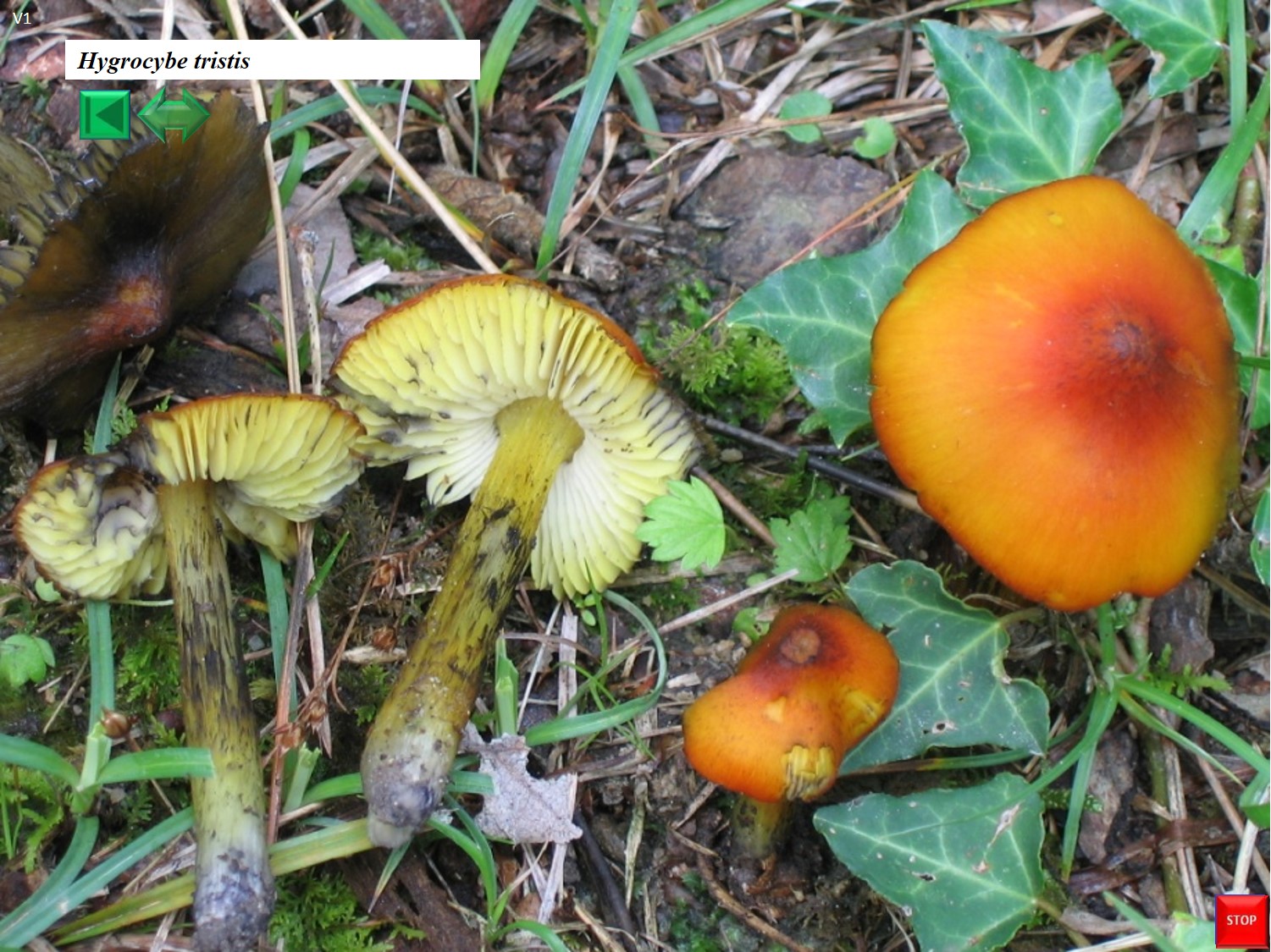 Hygrophorus tristis
