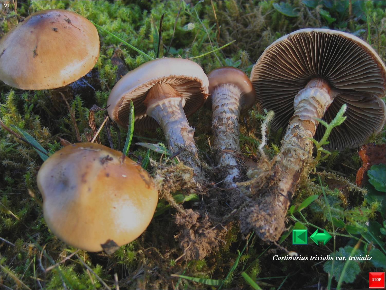 Cortinarius delibutus