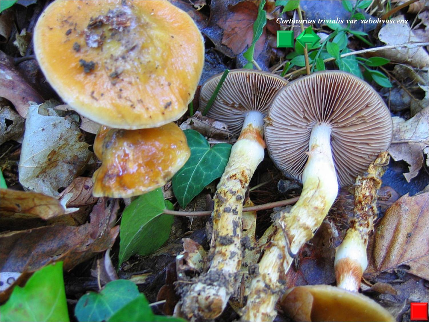 Cortinarius delibutus