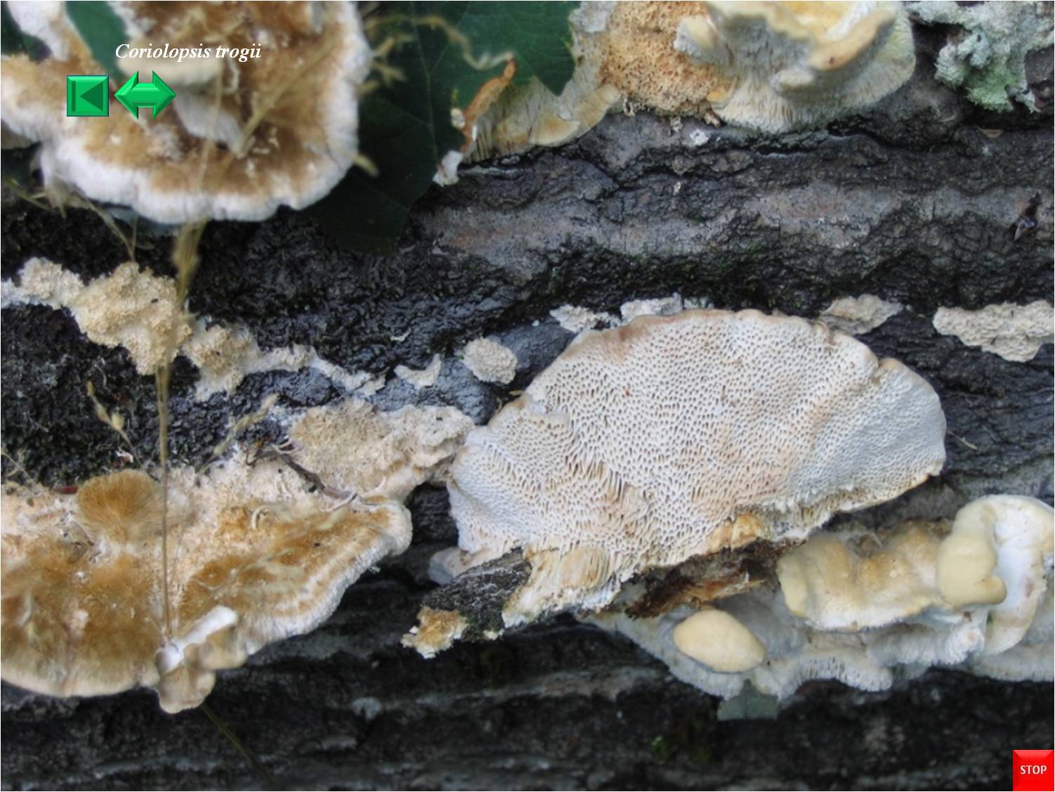 Coriolopsis trogii