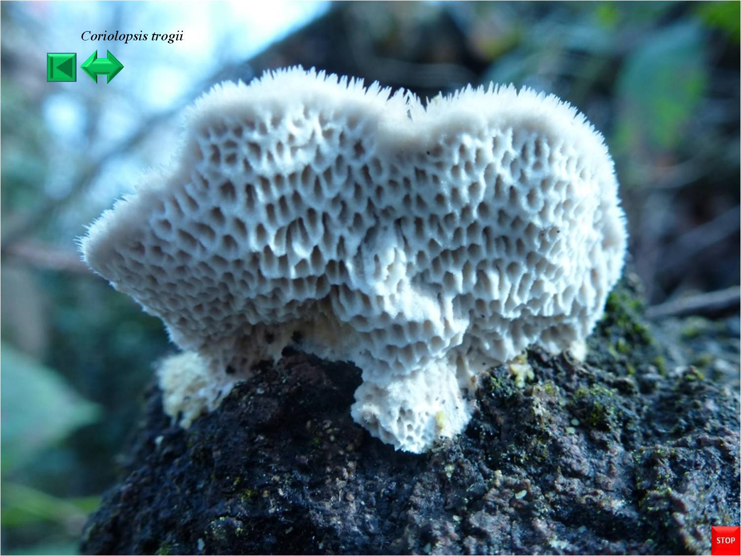 Coriolopsis trogii
