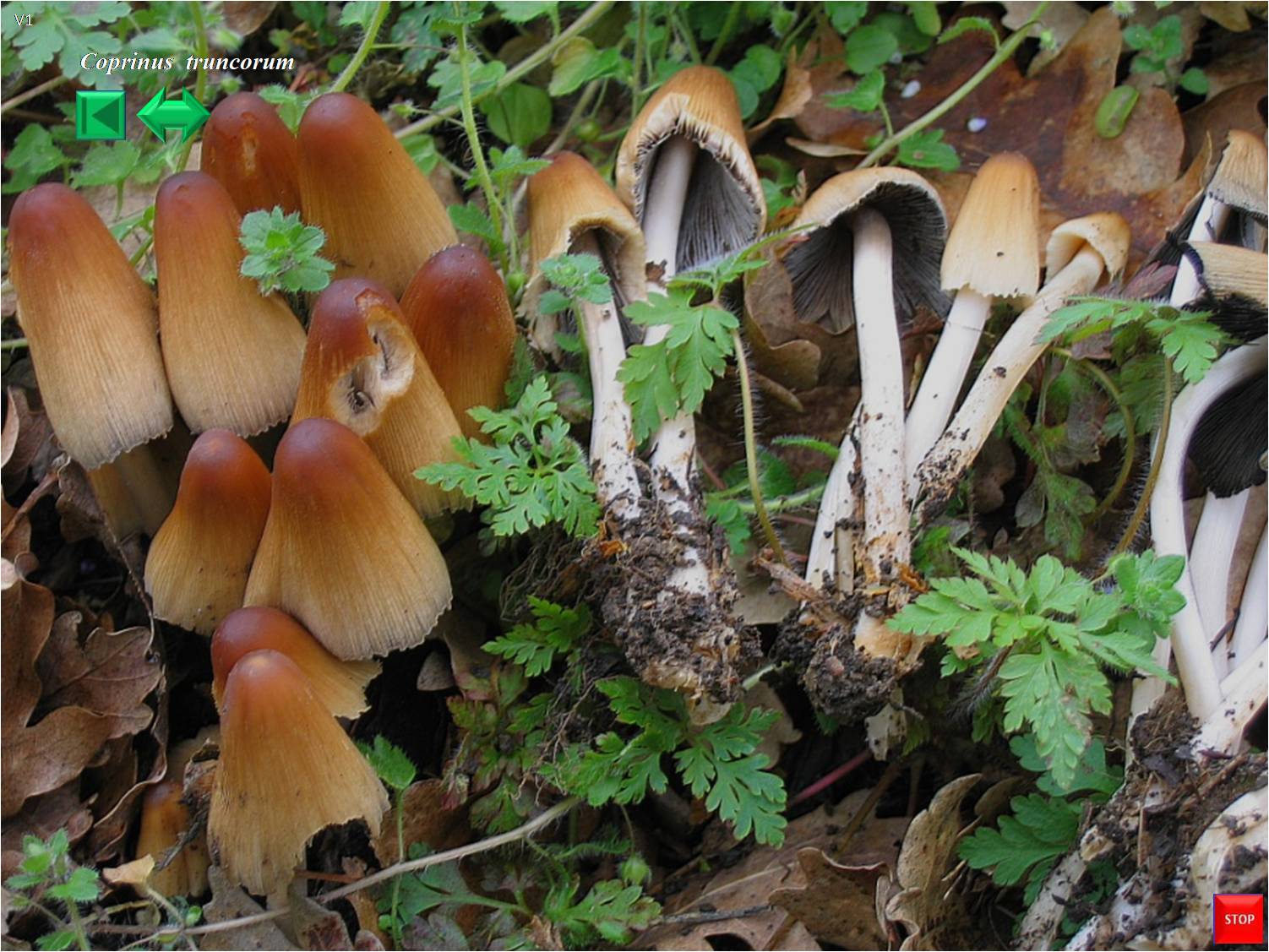 Coprinus disseminatus
