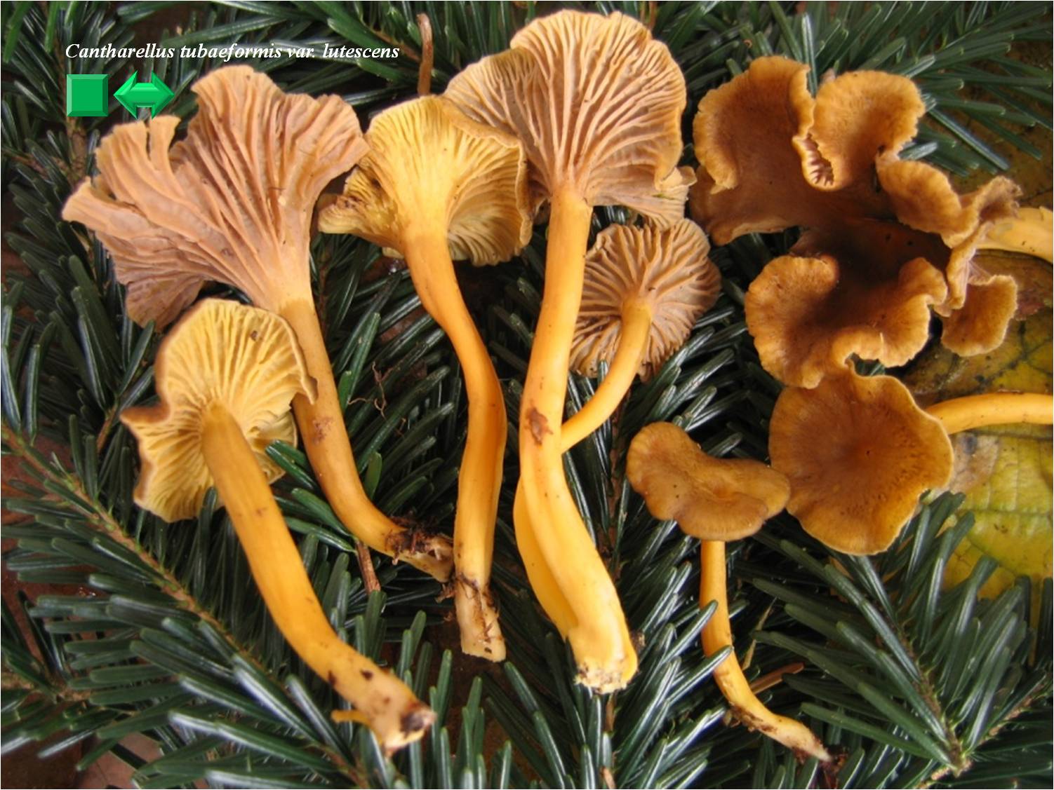 Cantharellus tubaeformis