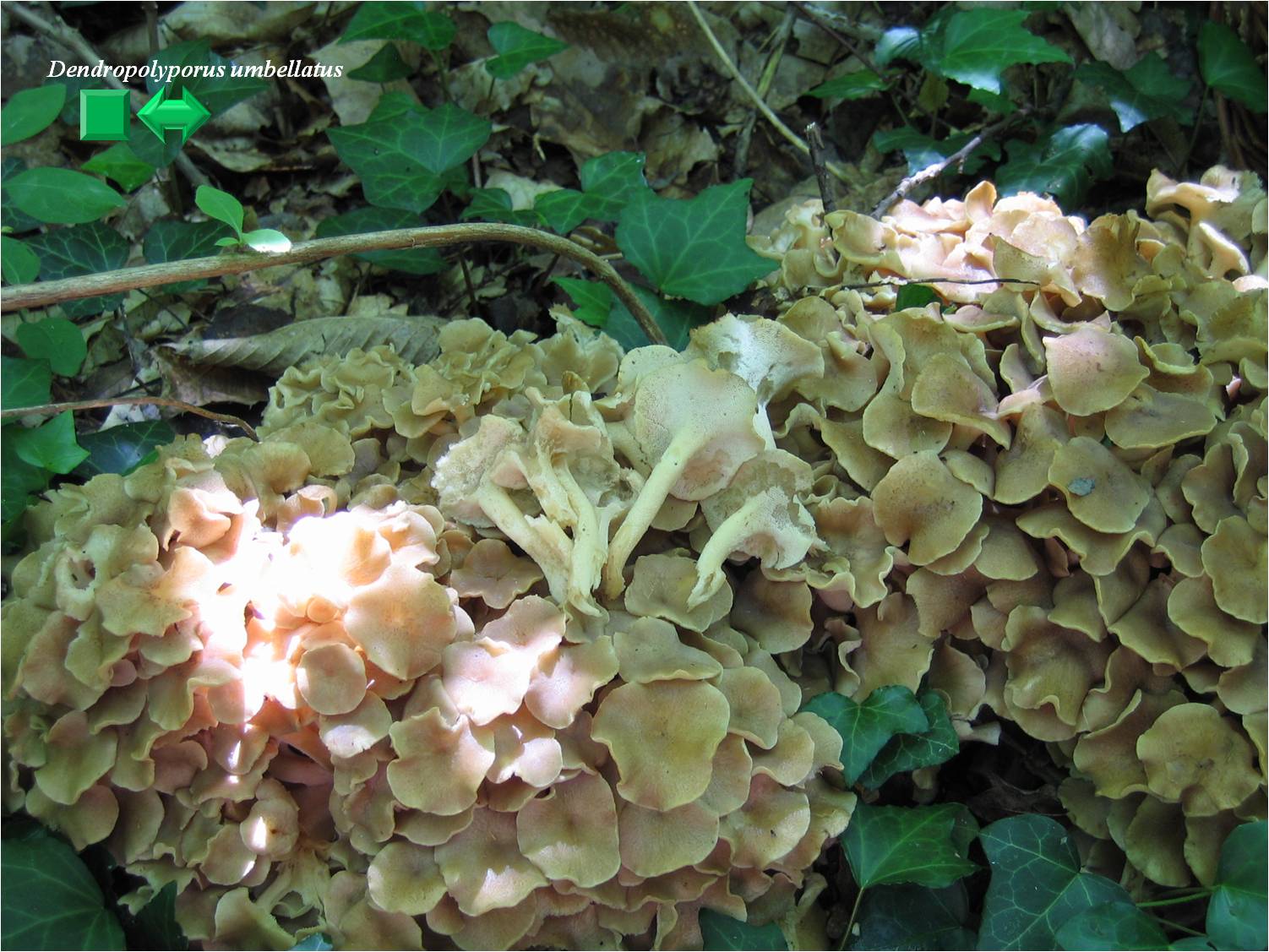 Polyporus brumalis