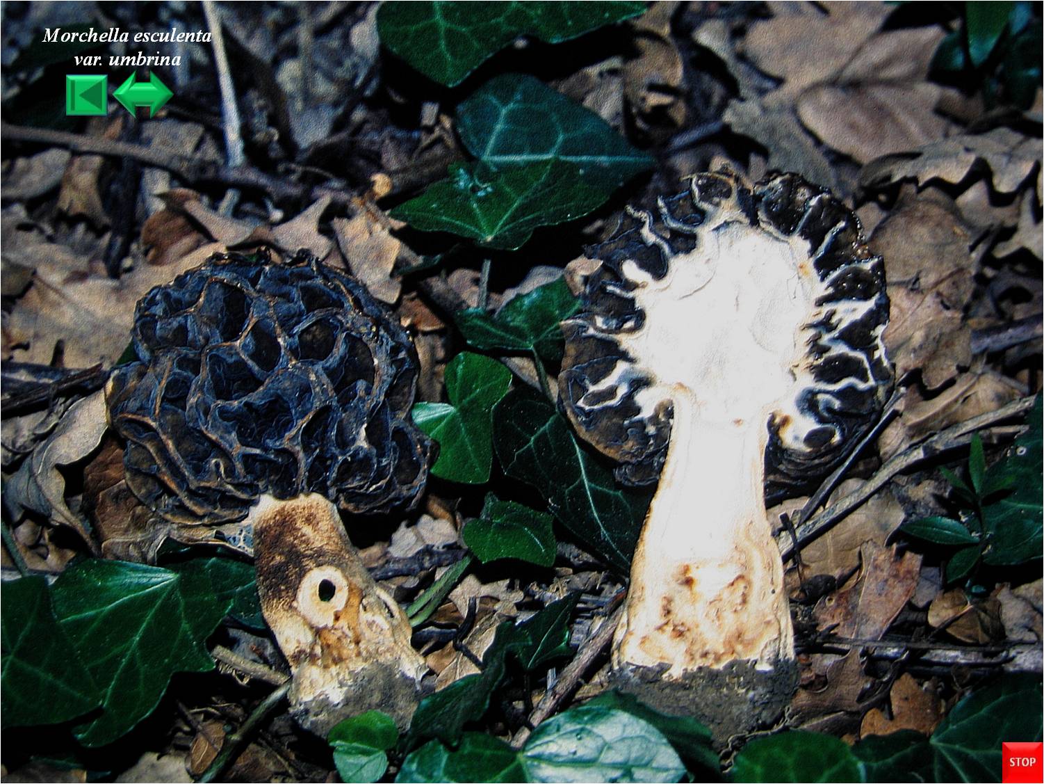 Otidea umbrina