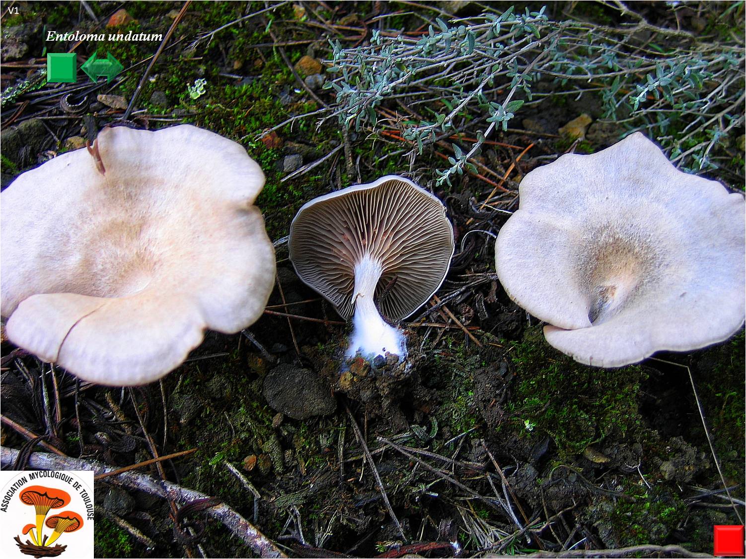 Entoloma undatum